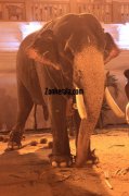 Elephants for vrischikotsavam tripunithura temple 2 660