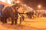 Elephants for vrischikotsavam tripunithura temple 9 171