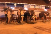 Elephants for vrischikotsavam tripunithura2 260