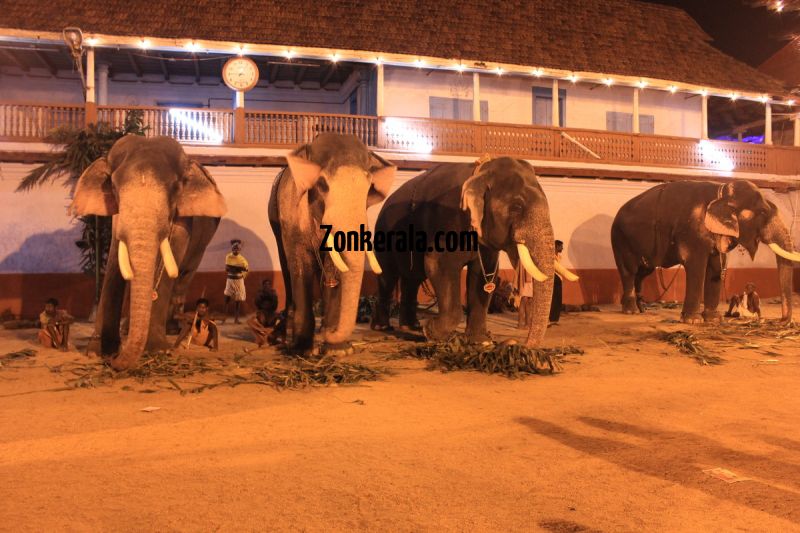 Elephants for vrischikotsavam tripunithura2 260