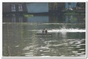 Man swims in backwaters 3