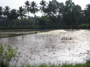 An off season paddy field