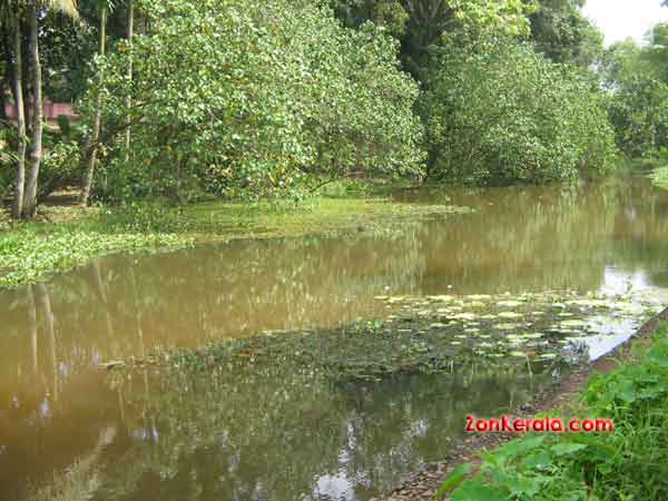 Kerala backwaters 4126