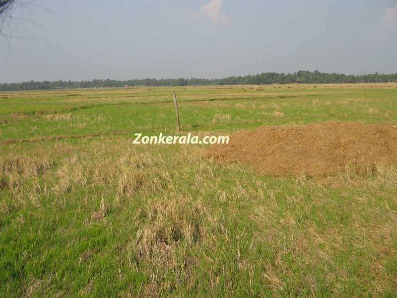 Paddy crop destroyed in water in kuttanad