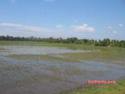 Paddy field 4081