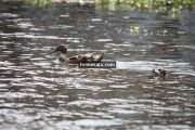 Ducks at kumarakom 3