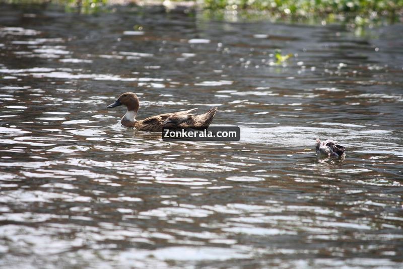 Ducks at kumarakom 3