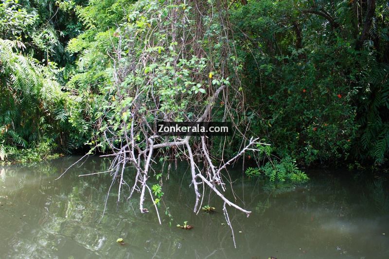 Kumarakom lake photos 3