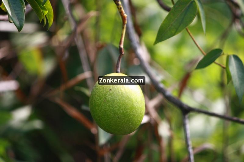 Kumarakom pictures 9