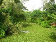 Alappuzha canal in green