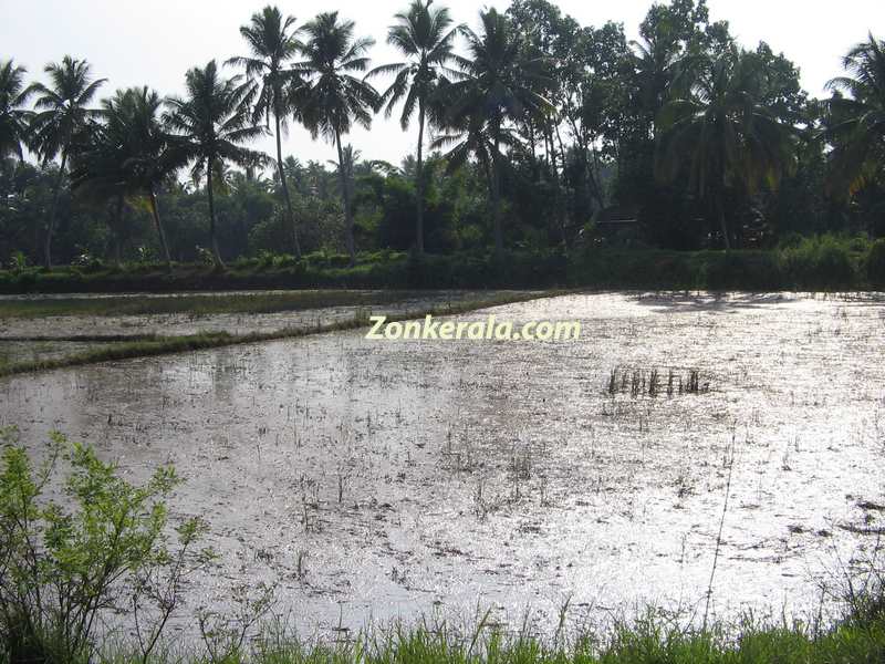 An off season paddy field