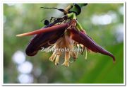 Banana flower