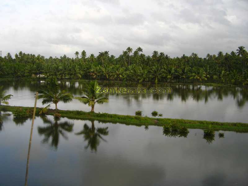 Coconut groves