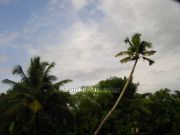 Coconut tree