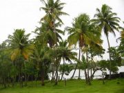 Coconut trees on riverside