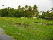 Cow herding in water filled field