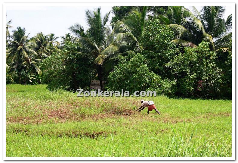 Farmer cutting grass