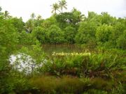 Kerala scenary 1