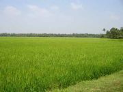 Paddy field 2234