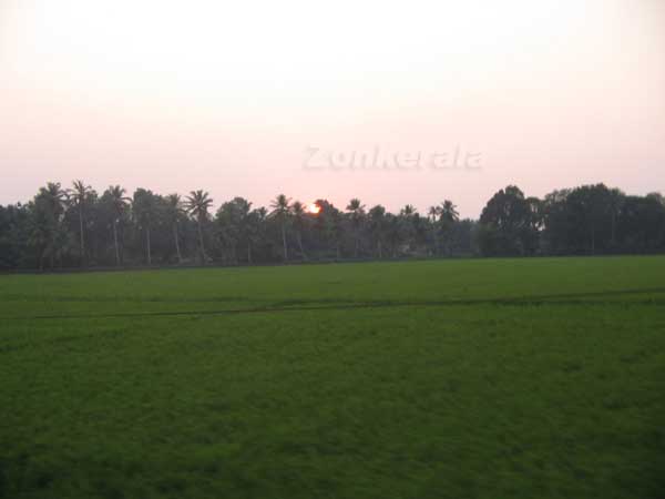 Paddy field