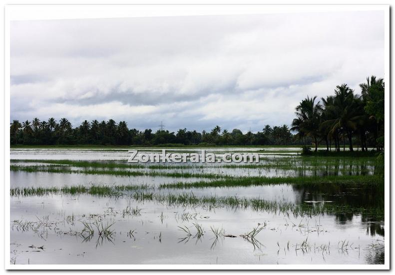 Payippad near haripad